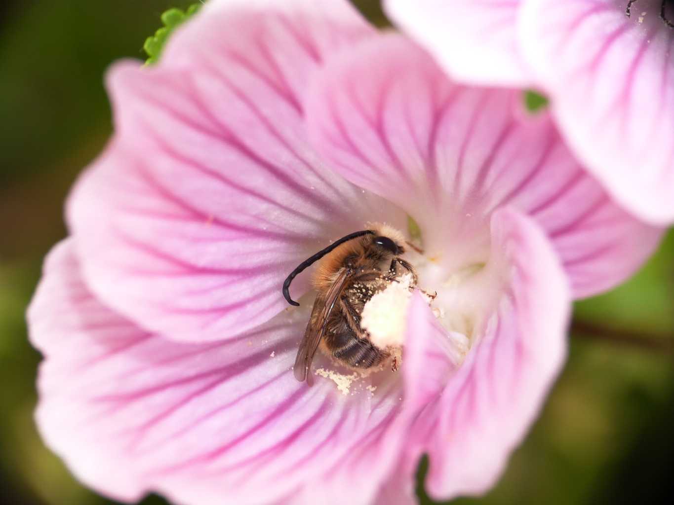 Maschi di Eucera addormentati dentro i fiori